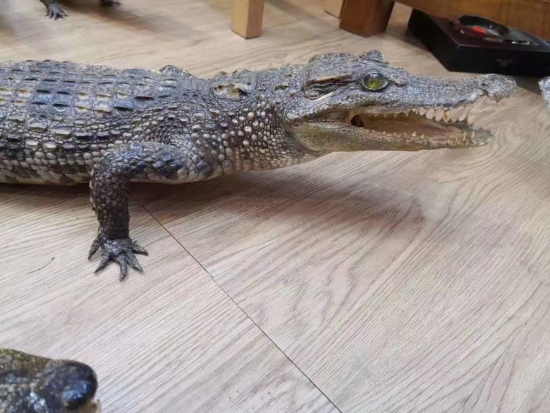 鳄鱼标本各种造型规格防腐处理需要的联系