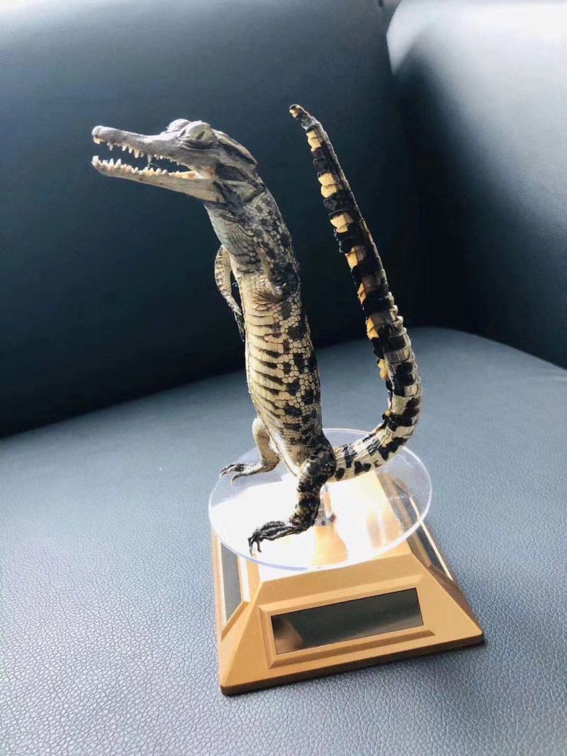 鳄鱼标本各种造型规格防腐处理需要的联系