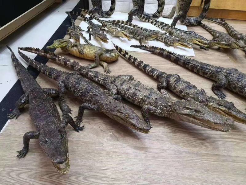 鳄鱼标本各种造型规格防腐处理需要的联系