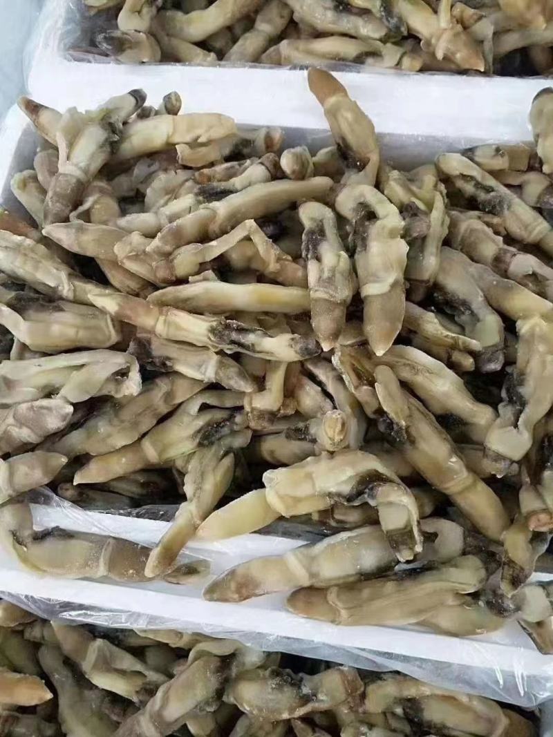 开嘴蛏子肉，供应全国各大酒店商超量大从优