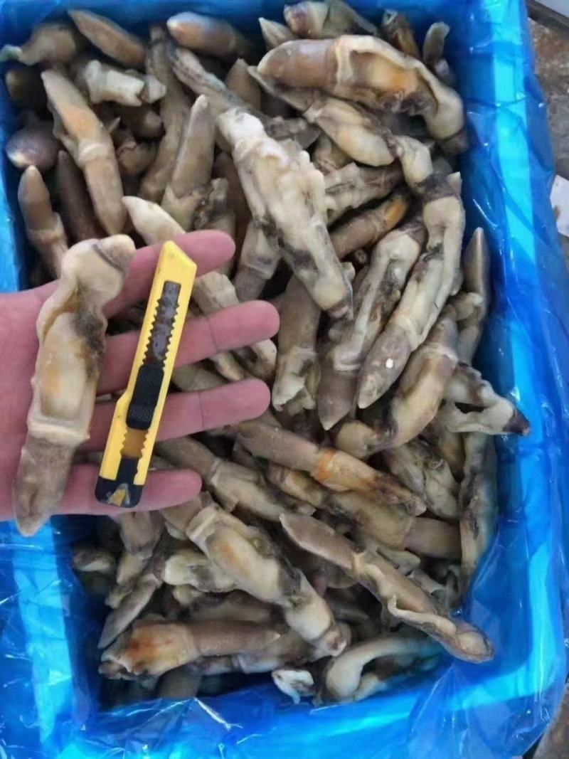 开嘴蛏子肉，供应全国各大酒店商超量大从优