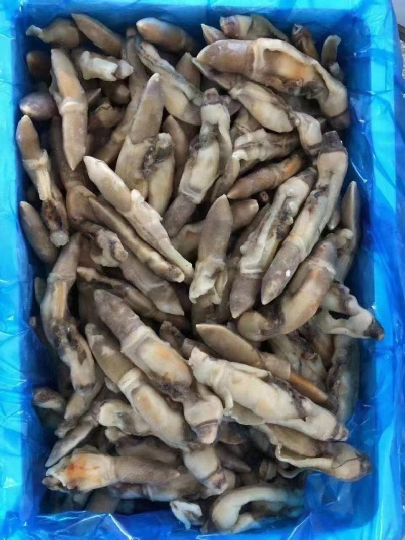 开嘴蛏子肉，供应全国各大酒店商超量大从优