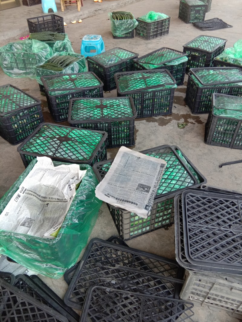 【密刺黄瓜】电商平台，大棚种植，产地直发