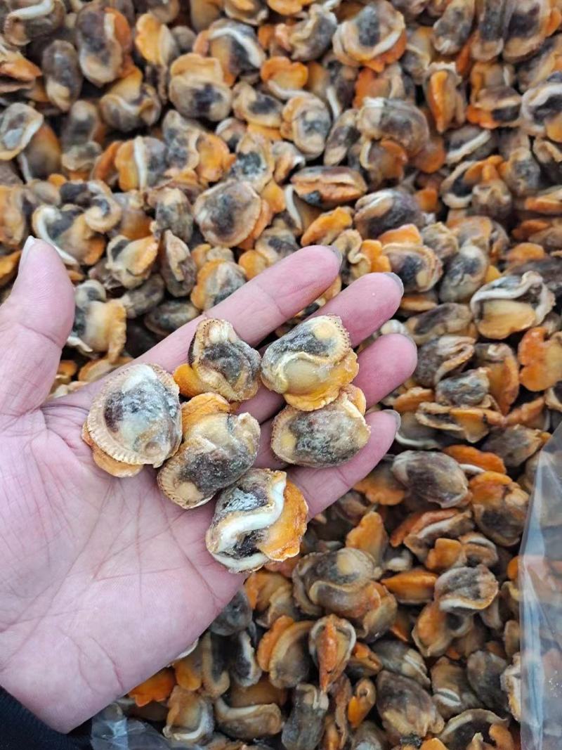赤贝肉专供全国各大酒店商超量大从优货源充足