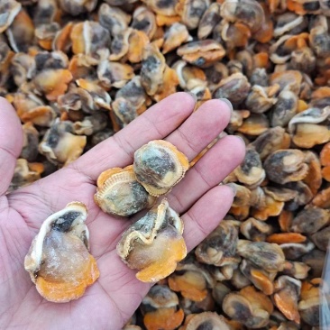 赤贝肉专供全国各大酒店商超量大从优货源充足