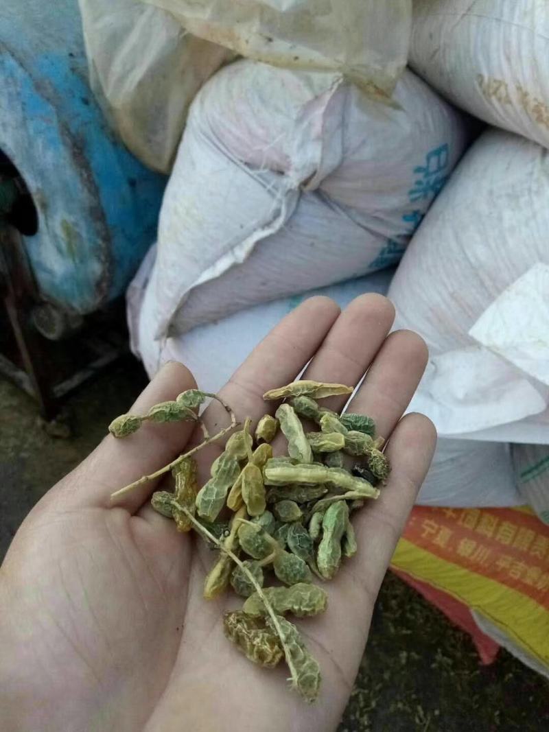 国槐种子一级籽发芽率百分之九十五以上的纯新种子