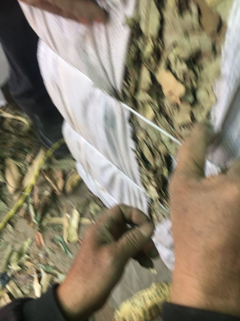 野生番石榴叶芭乐叶干货，可代打粉，无杂质