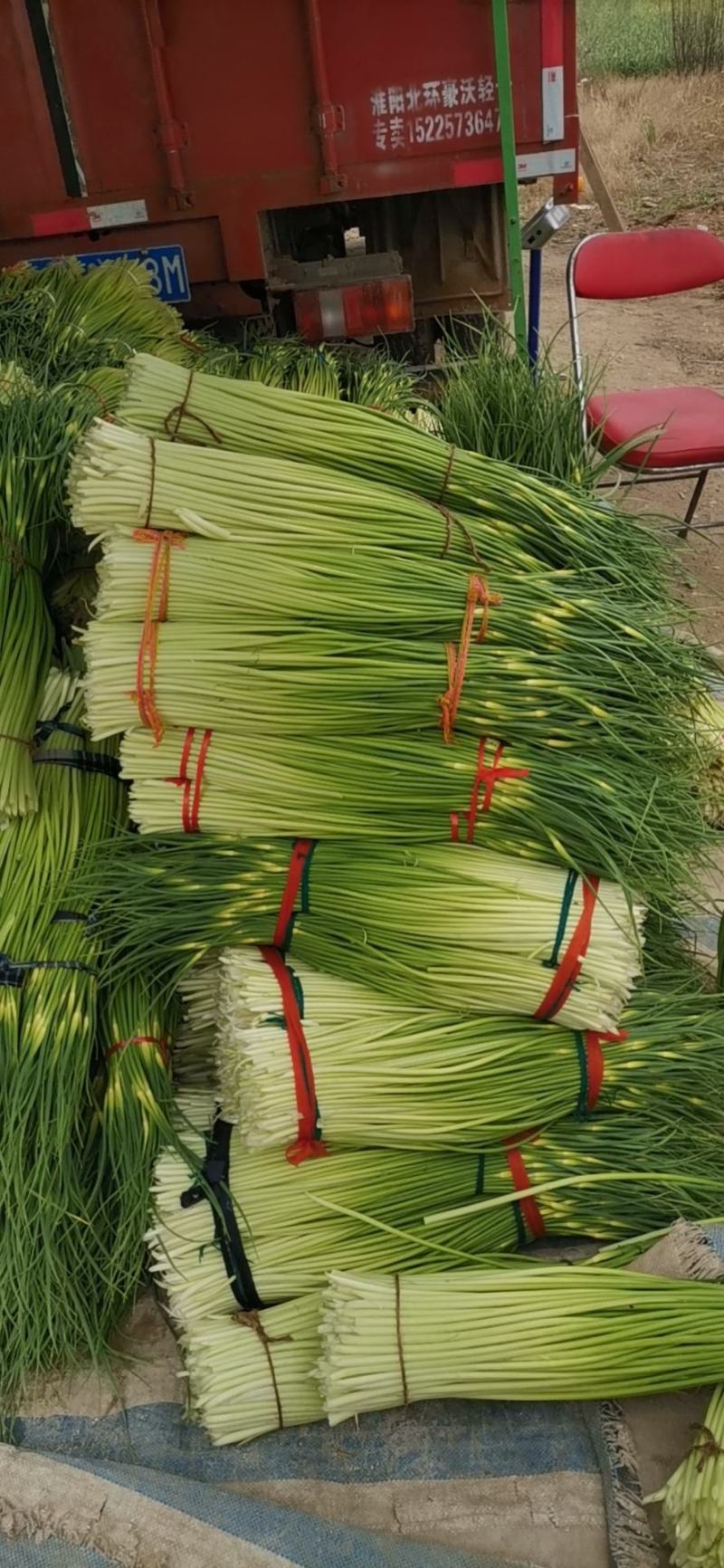 周口白帽蒜苔大量上市，产地实力代办，诚信经营