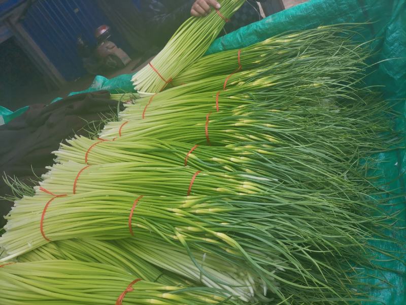 周口白帽蒜苔大量上市，产地实力代办，诚信经营