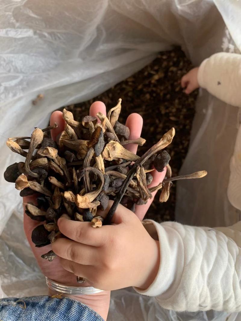鸡枞菌大量批发，需要的老板联系