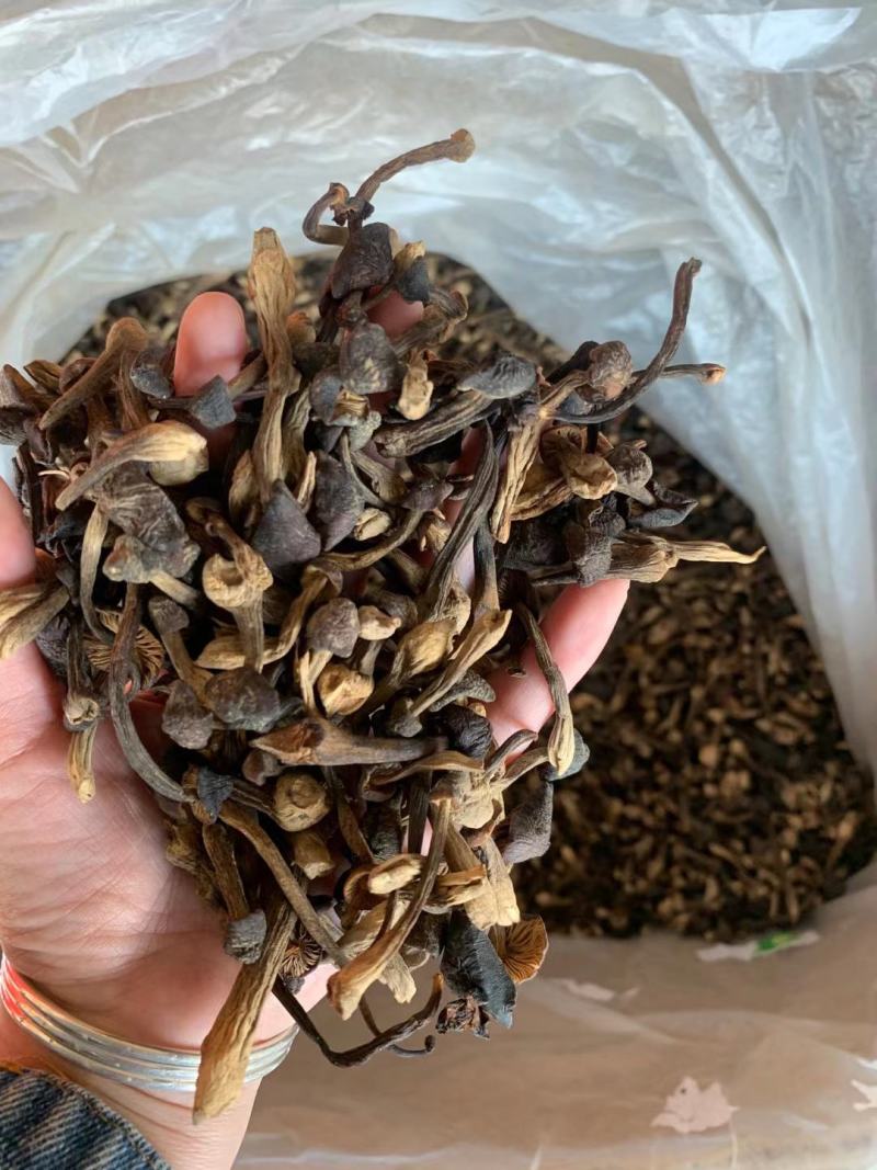 鸡枞菌大量批发，需要的老板联系