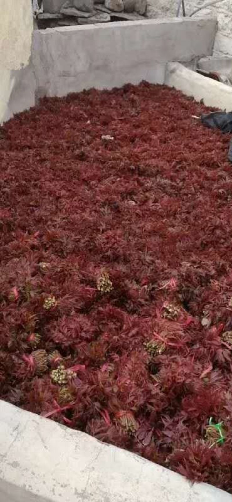 野生露天头茬红香椿芽上市了