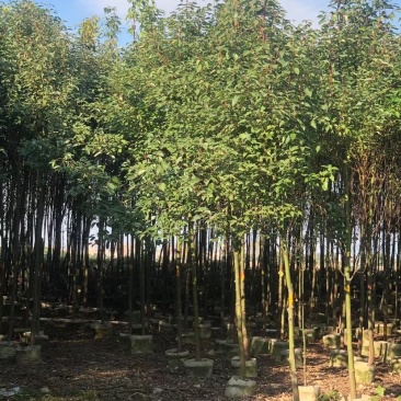 1-2-3公分高度1-4米香樟树苗荒山造林行道移植