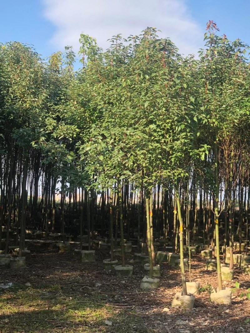 1-2-3公分高度1-4米香樟树苗荒山造林行道移植