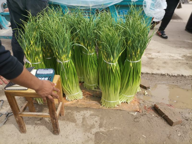 周口白帽蒜苔大量上市，产地实力代办，诚信经营
