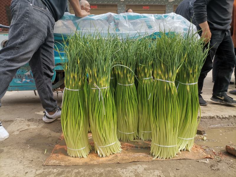 周口白帽蒜苔大量上市，产地实力代办，诚信经营