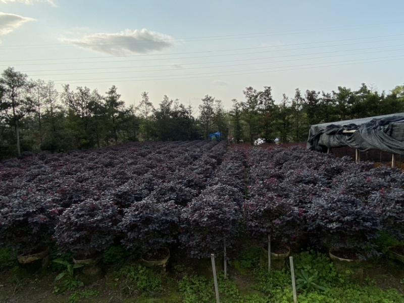 红继木，红花檵木、红梽木、球形红花继木袋苗