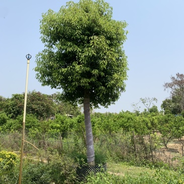 基地供应香樟树苗庭院绿化四季常青驱蚊植物工程用苗樟树