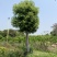 基地供应香樟树苗庭院绿化四季常青驱蚊植物工程用苗樟树