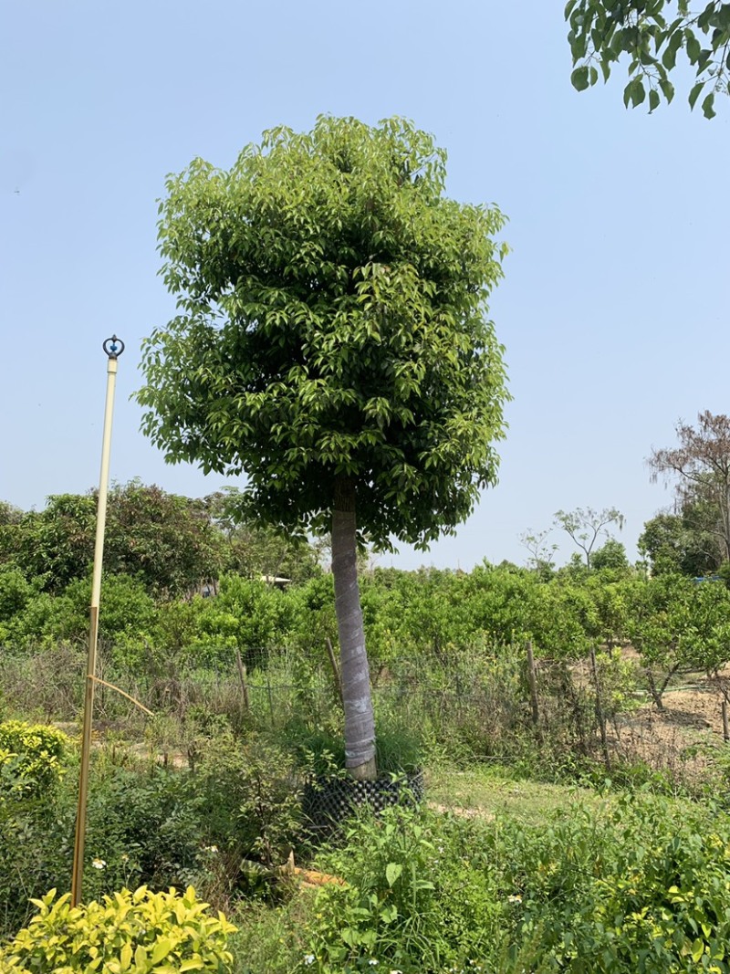 基地供应香樟树苗庭院绿化四季常青驱蚊植物工程用苗樟树