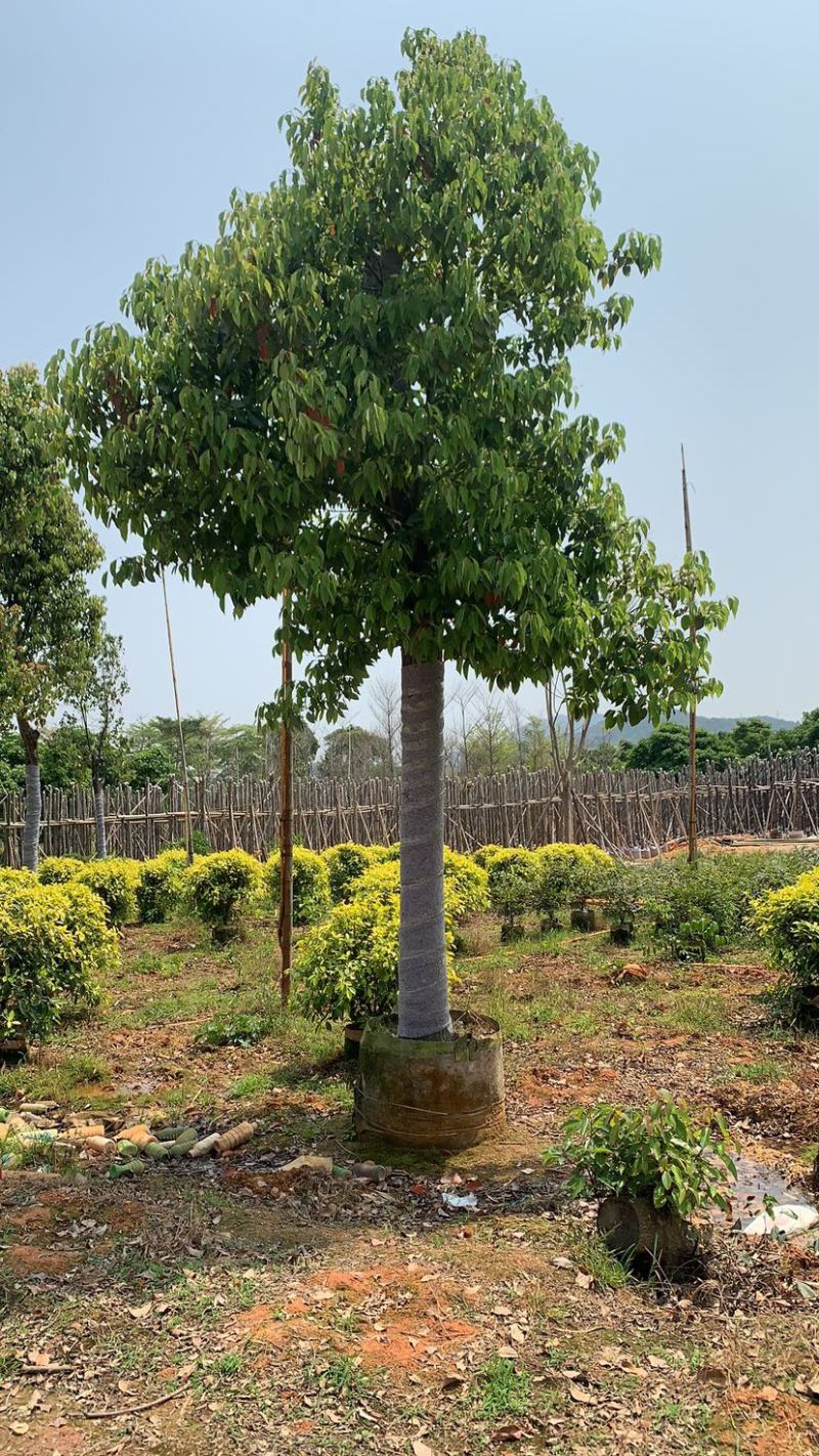 基地供应香樟树苗庭院绿化四季常青驱蚊植物工程用苗樟树