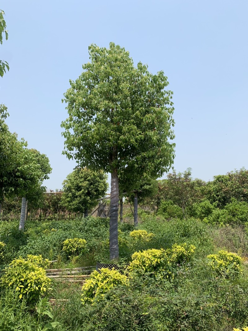 基地供应香樟树苗庭院绿化四季常青驱蚊植物工程用苗樟树