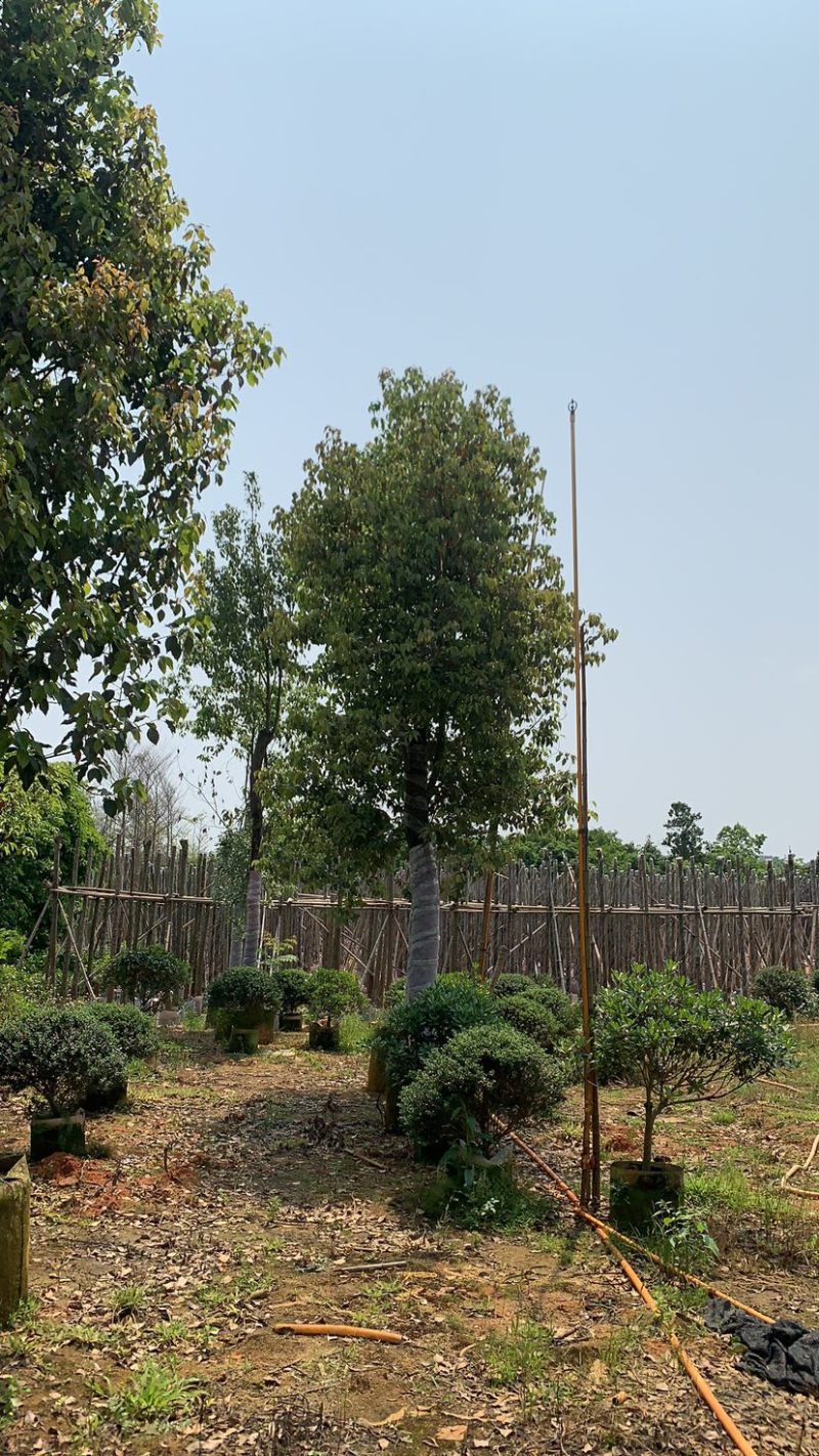 基地供应香樟树苗庭院绿化四季常青驱蚊植物工程用苗樟树