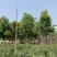 基地供应香樟树苗庭院绿化四季常青驱蚊植物工程用苗樟树