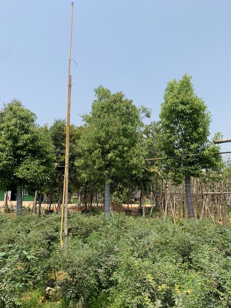 基地供应香樟树苗庭院绿化四季常青驱蚊植物工程用苗樟树