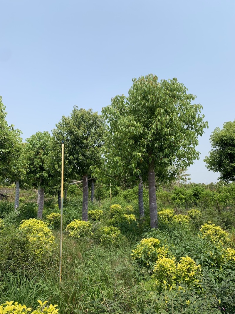 基地供应香樟树苗庭院绿化四季常青驱蚊植物工程用苗樟树