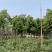 基地供应香樟树苗庭院绿化四季常青驱蚊植物工程用苗樟树