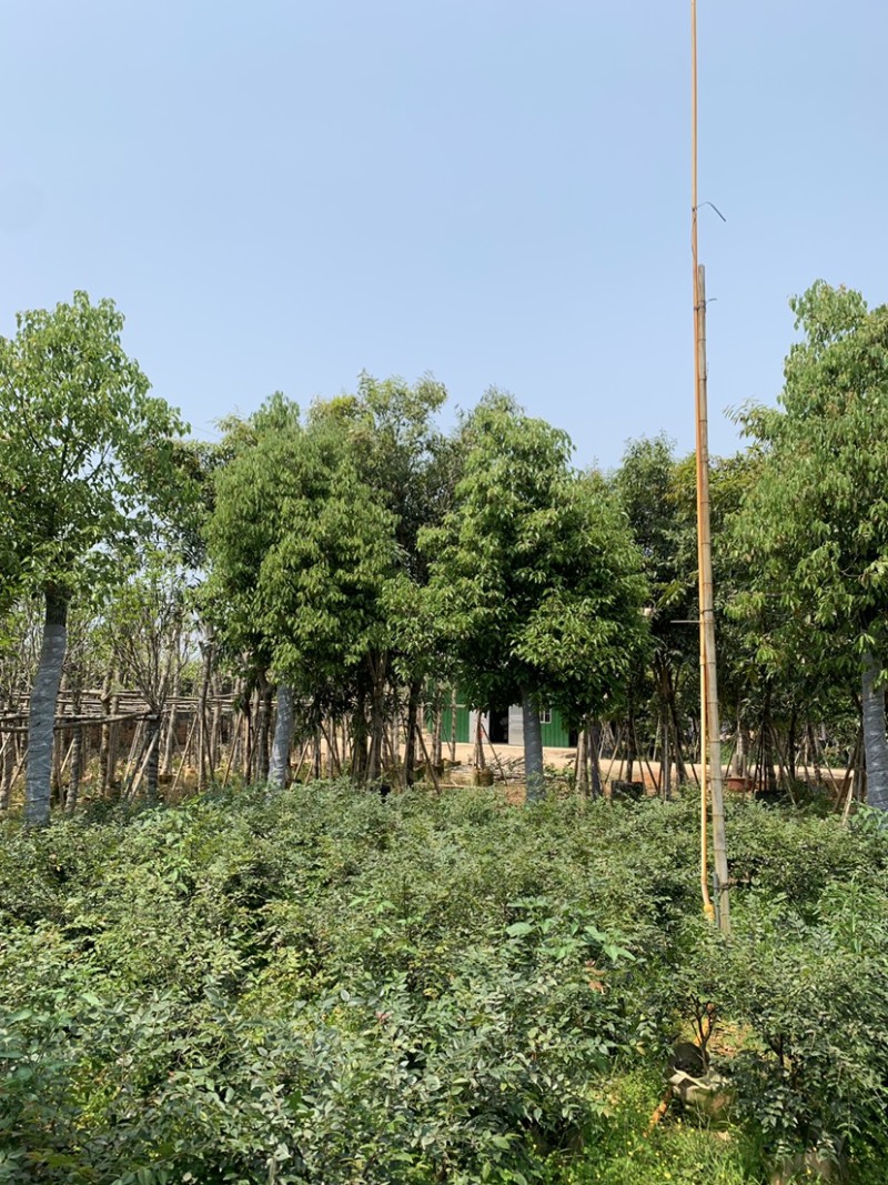 基地供应香樟树苗庭院绿化四季常青驱蚊植物工程用苗樟树