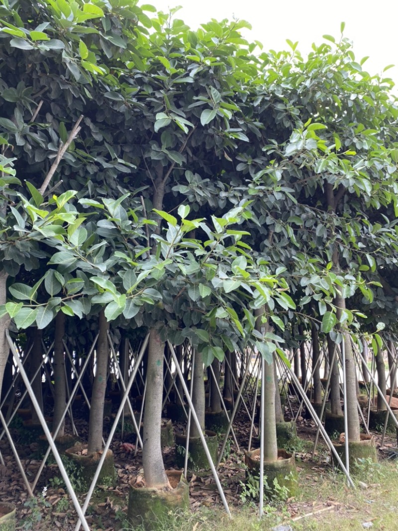 高山榕批发公园小区行道树观景树高山榕袋苗8-20公分