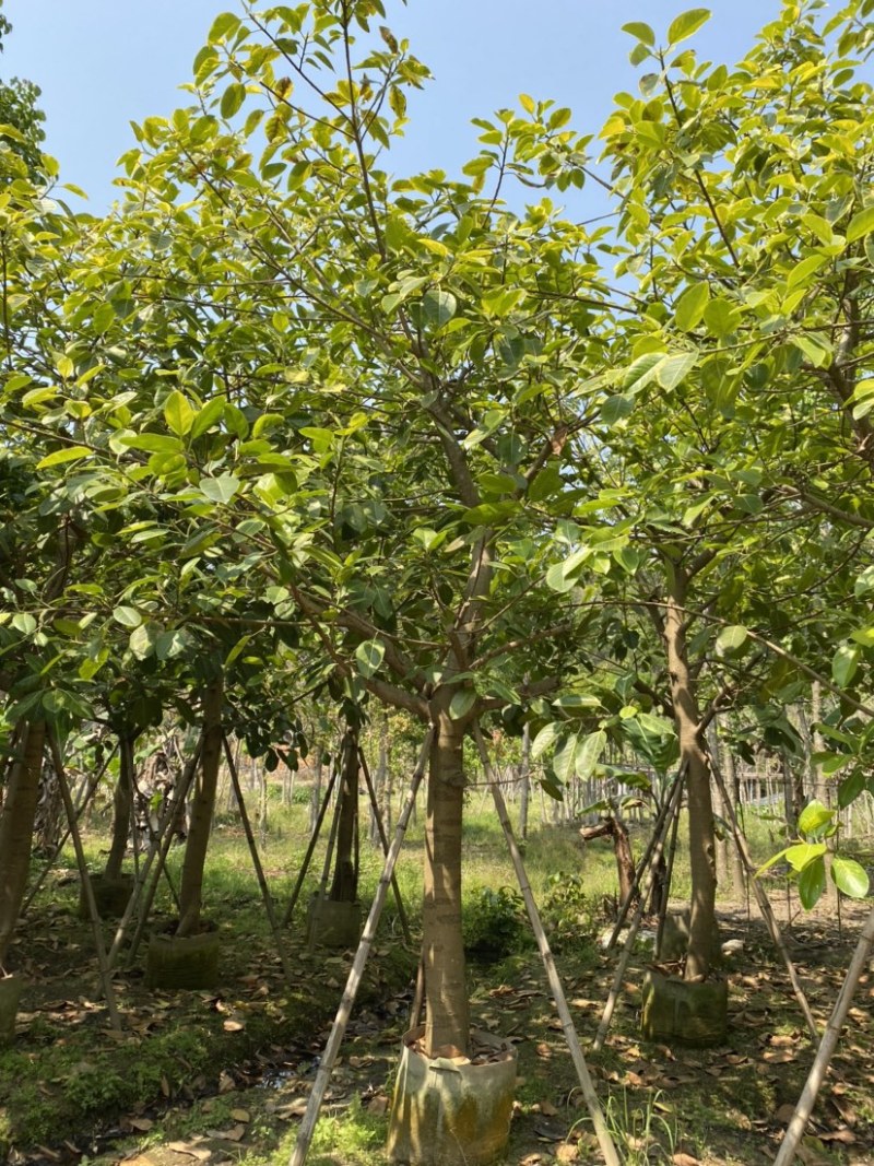 供应广东富贵榕批发花叶高山榕园林绿化苗木乔木树苗