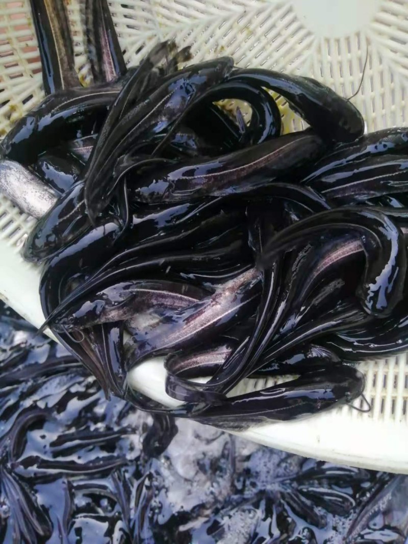 大口鲶鱼苗南方大口鲶鱼苗已训食，质量保证量大从优