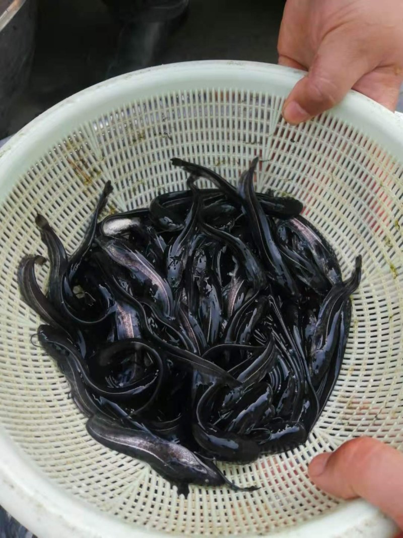 大口鲶鱼苗南方大口鲶鱼苗已训食，质量保证量大从优