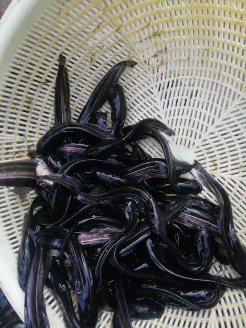 大口鲶鱼苗南方大口鲶鱼苗已训食，质量保证量大从优