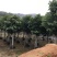 秋枫批发公园小区行道树观景移植苗绿化基地多规格苗木