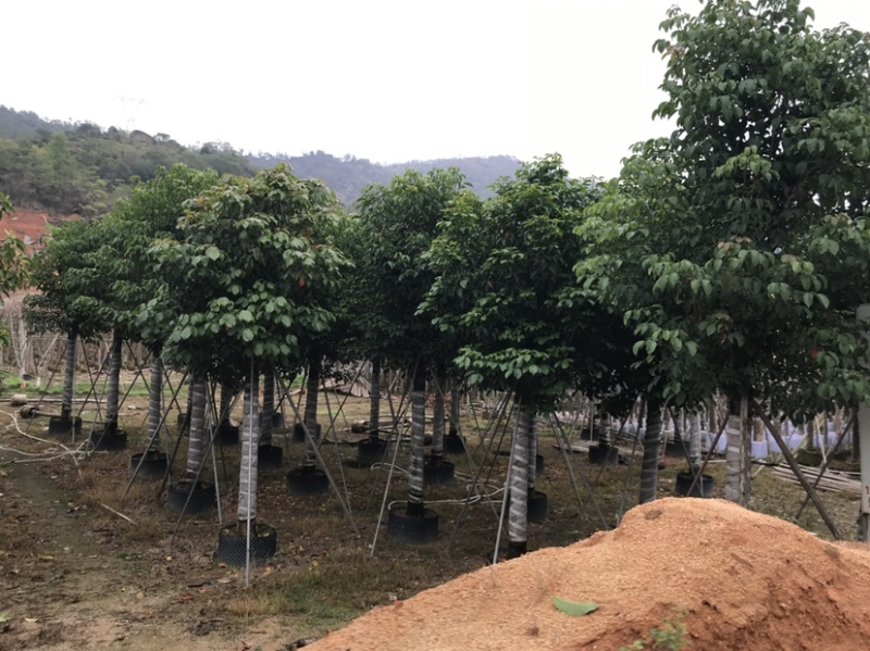 秋枫批发公园小区行道树观景移植苗绿化基地多规格苗木