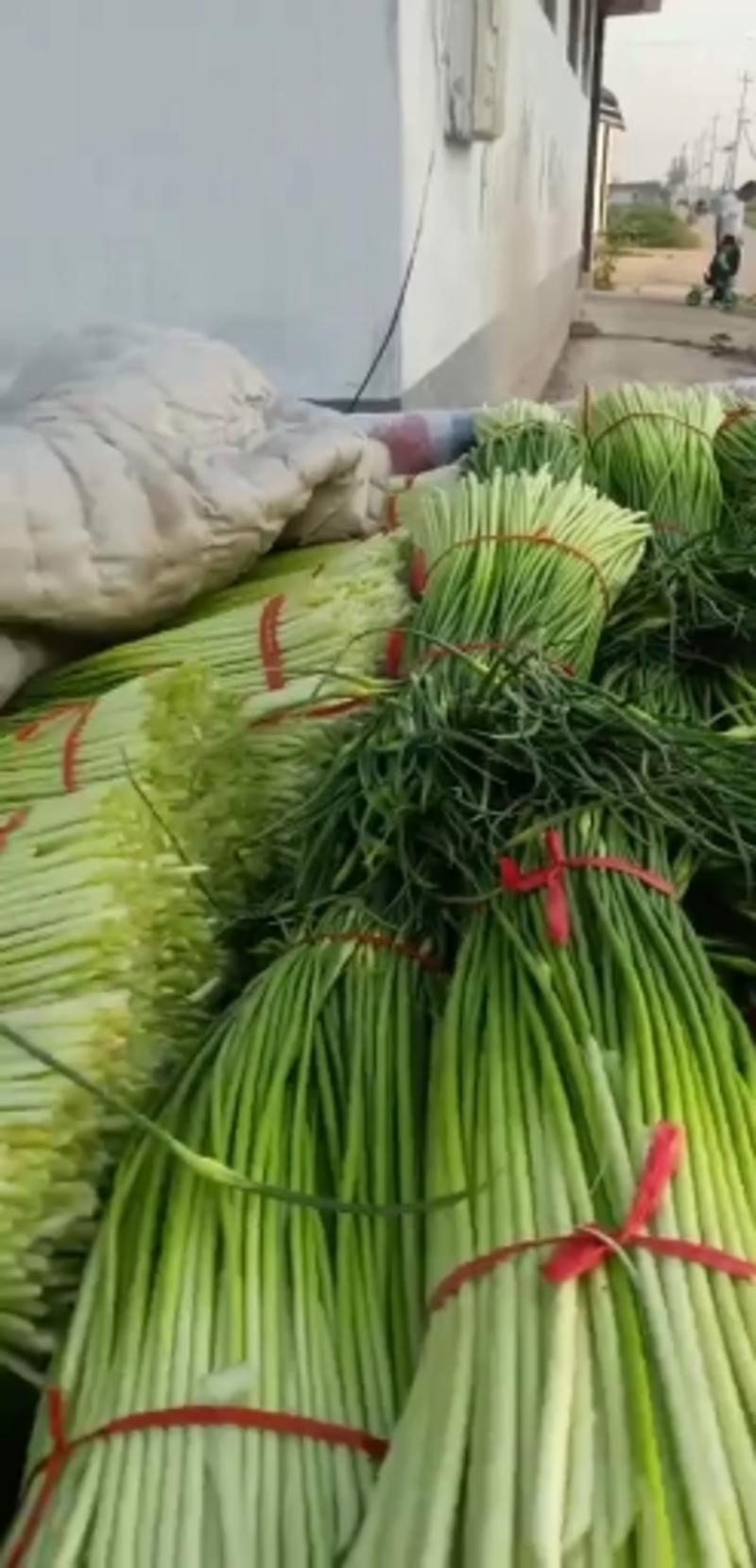 精品白帽蒜苔，即将大量上市，产地直销，可视频看货！