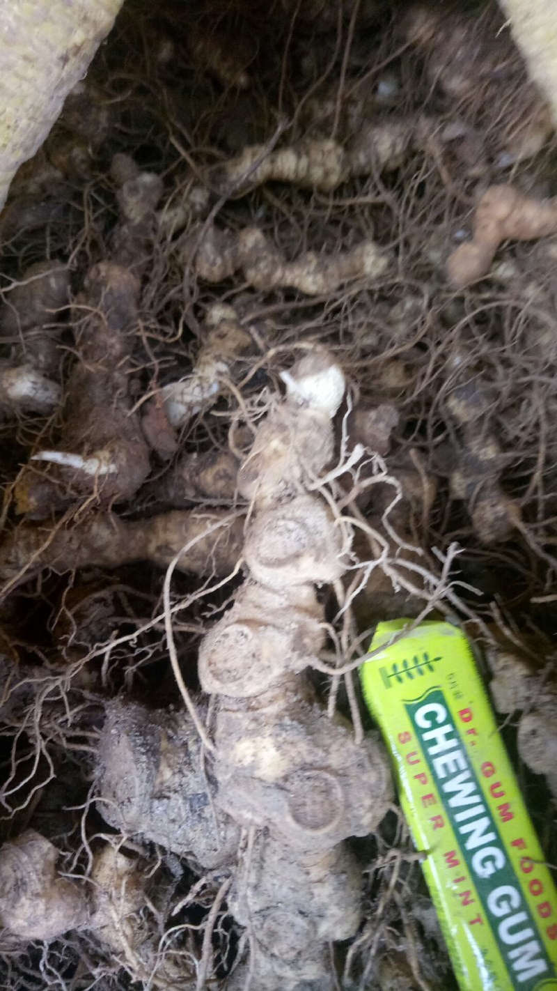 鸡头黄精，甜黄精，鲜货，一手货源，个头大，