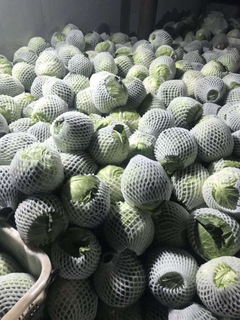甘蓝圆包菜一手货源支持发货，欢迎订购