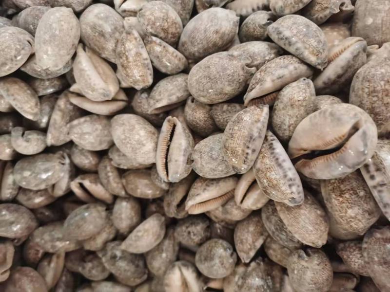 紫贝齿矿石类紫贝子常年批发各种中药材量大从优