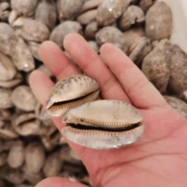 紫贝齿矿石类紫贝子常年批发各种中药材量大从优