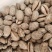 紫贝齿矿石类紫贝子常年批发各种中药材量大从优