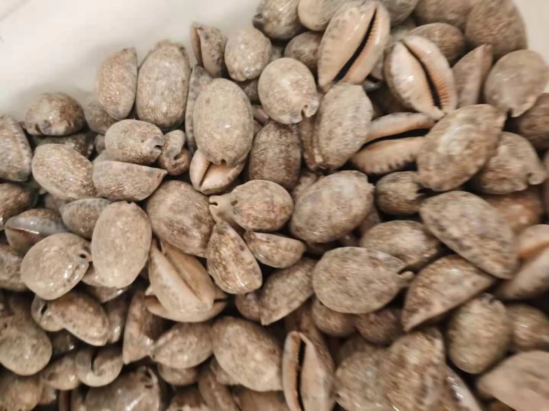 紫贝齿矿石类紫贝子常年批发各种中药材量大从优
