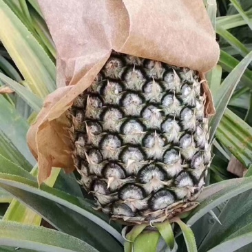 金钻凤梨！又甜又好吃！
