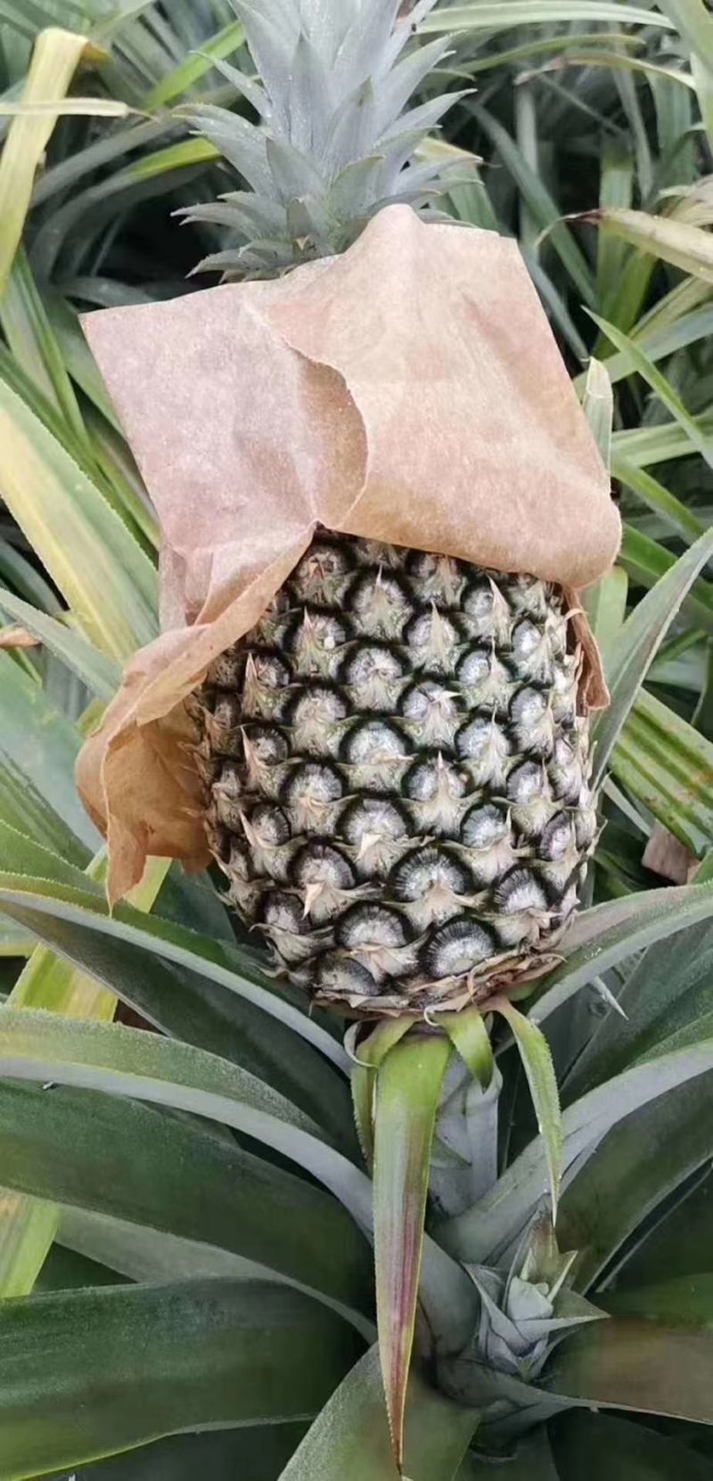 金钻凤梨！又甜又好吃！