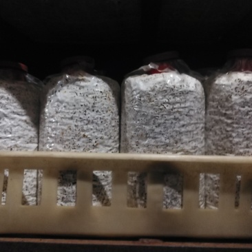 黑皮鸡枞菌包研发生产种植产品深加工