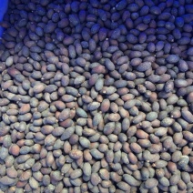 葵树子葵树籽野生葵扇子蒲扇子